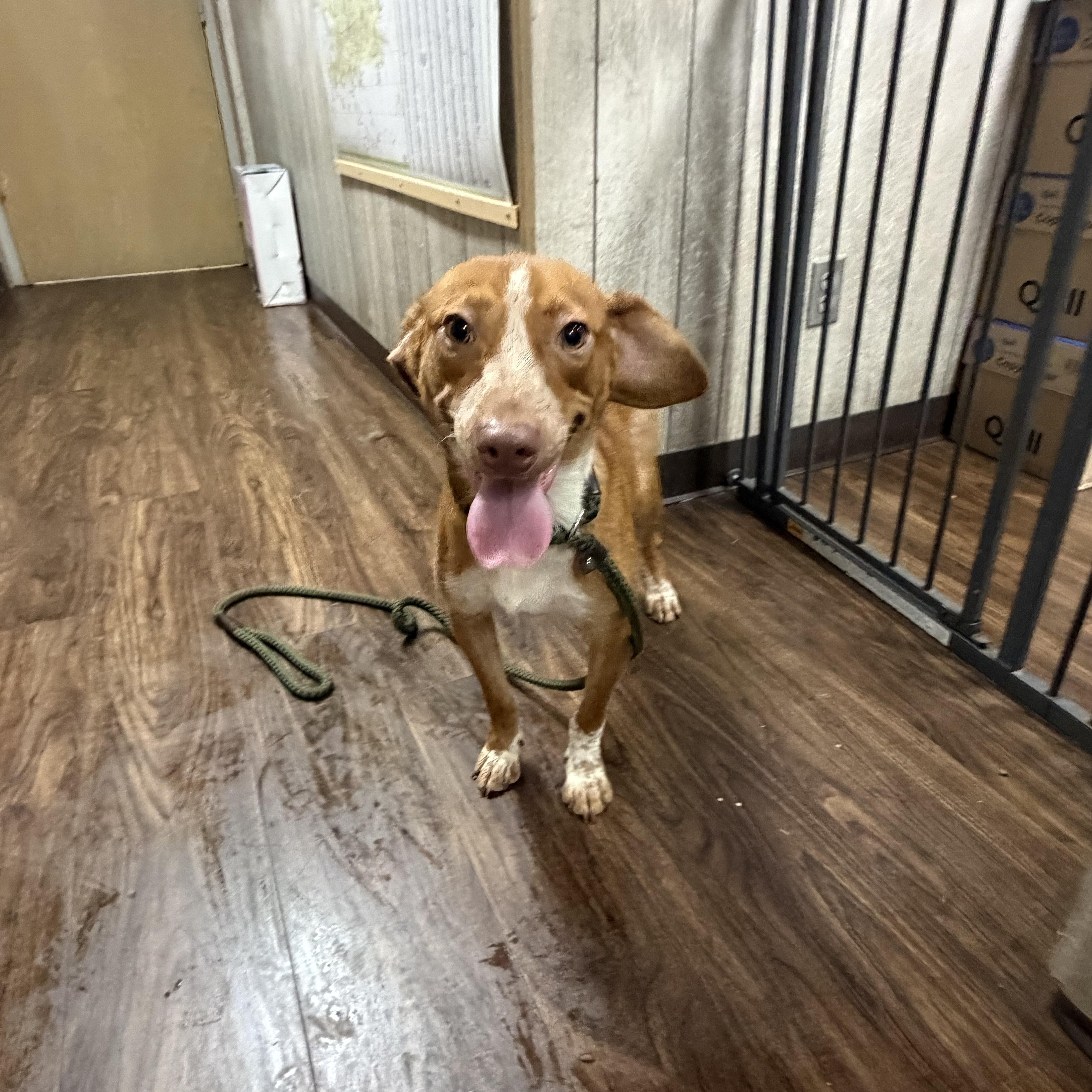 Enlarge Merle, an adopted mixed breed in Albemarle, NC image 3/4