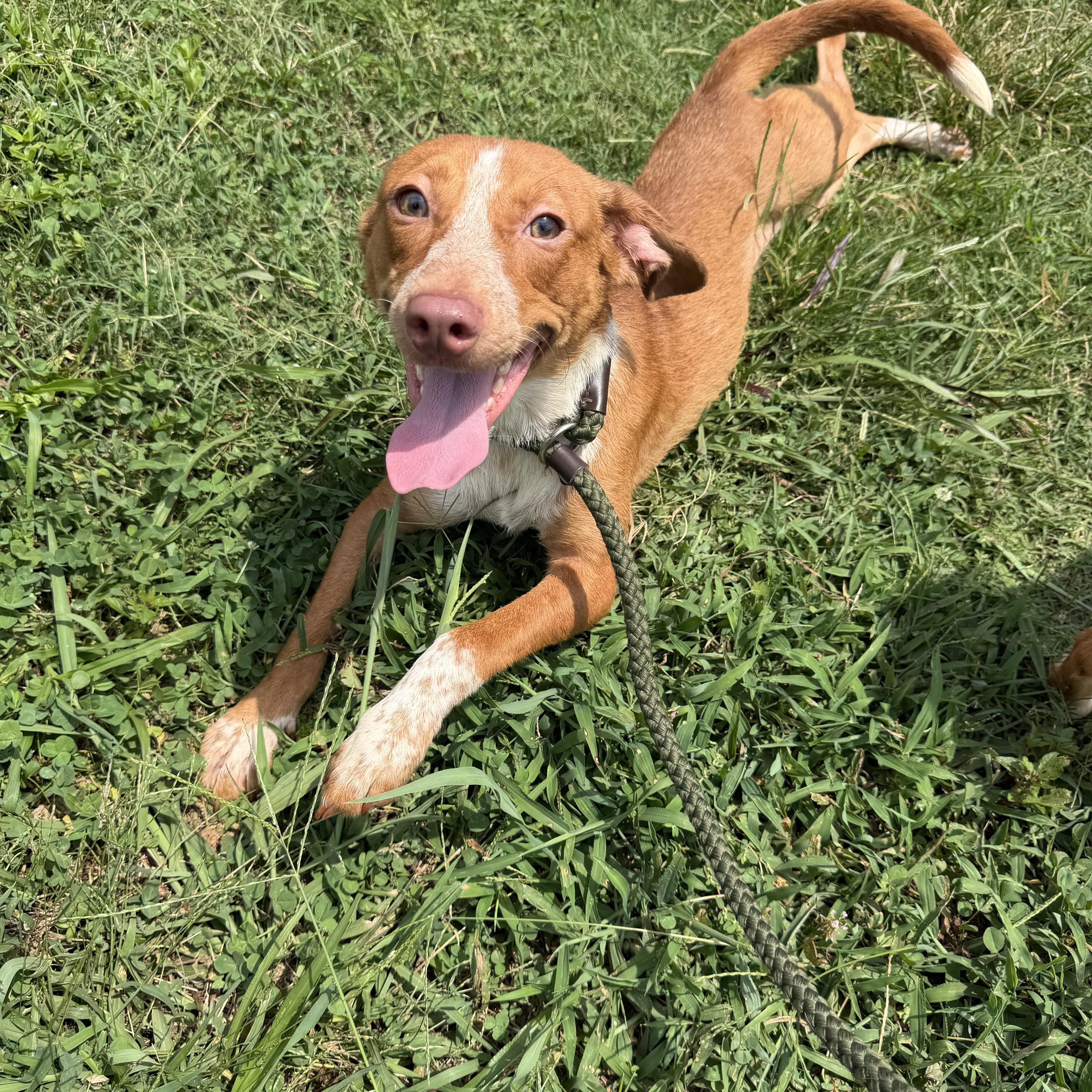 Merle, adopted, Young Male Australian Shepherd & Chiweenie.