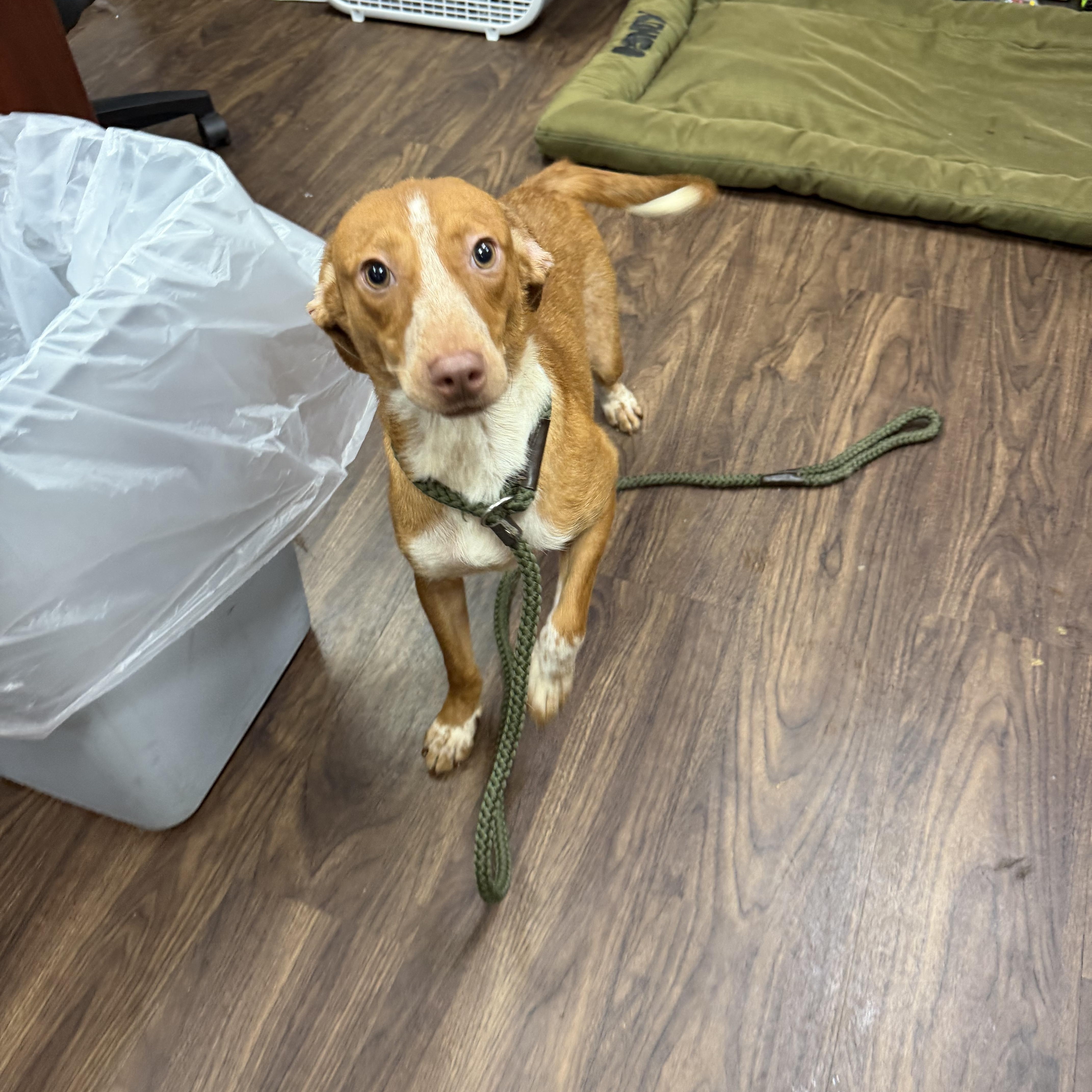 Enlarge Merle, an adopted mixed breed in Albemarle, NC image 4/4