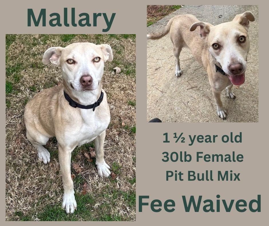 Enlarge Mallary, a ADOPTABLE mixed breed in Decatur, AL image 1/1