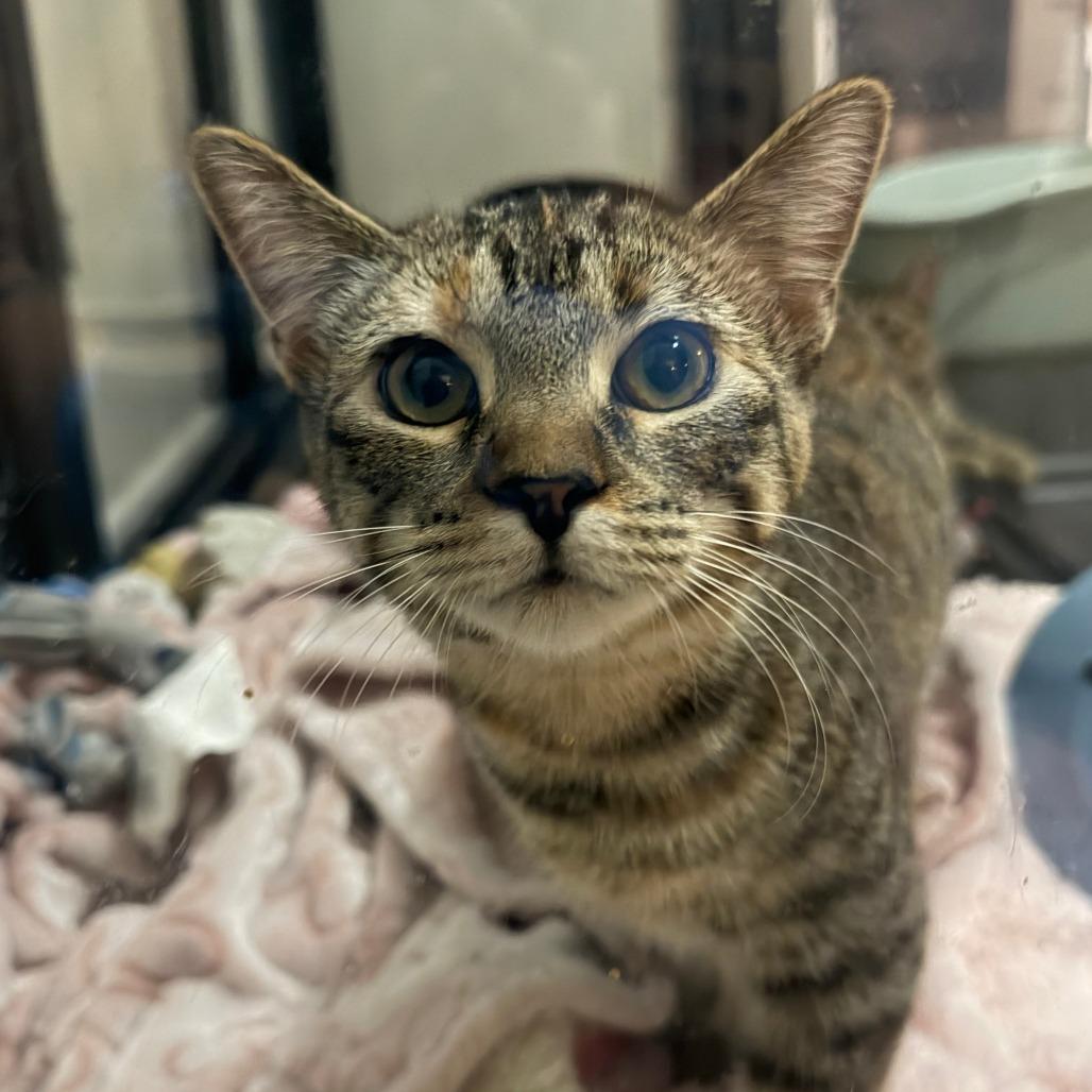 Enlarge Lilac, a Adoptable Domestic Short Hair in Chaska, MN image 1/6