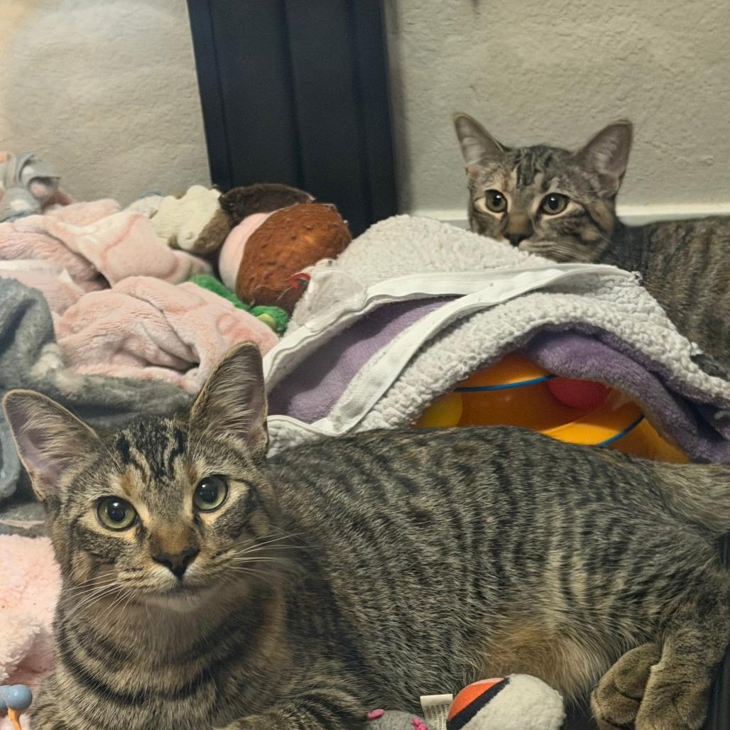 Enlarge Lilac, a Adoptable Domestic Short Hair in Chaska, MN image 2/6