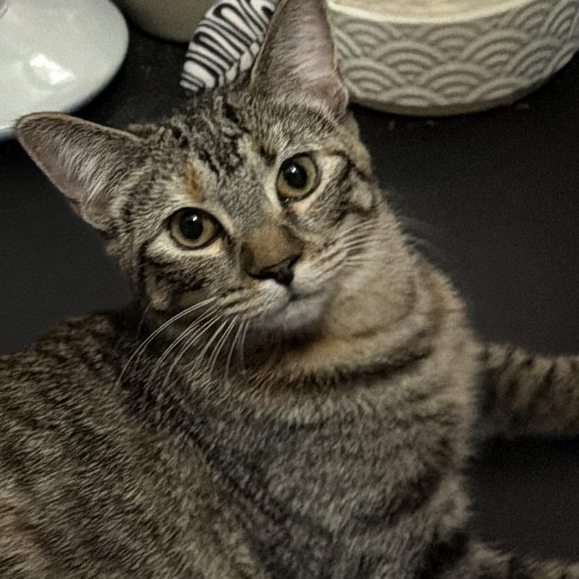 Enlarge Lilac, a Adoptable Domestic Short Hair in Chaska, MN image 3/6