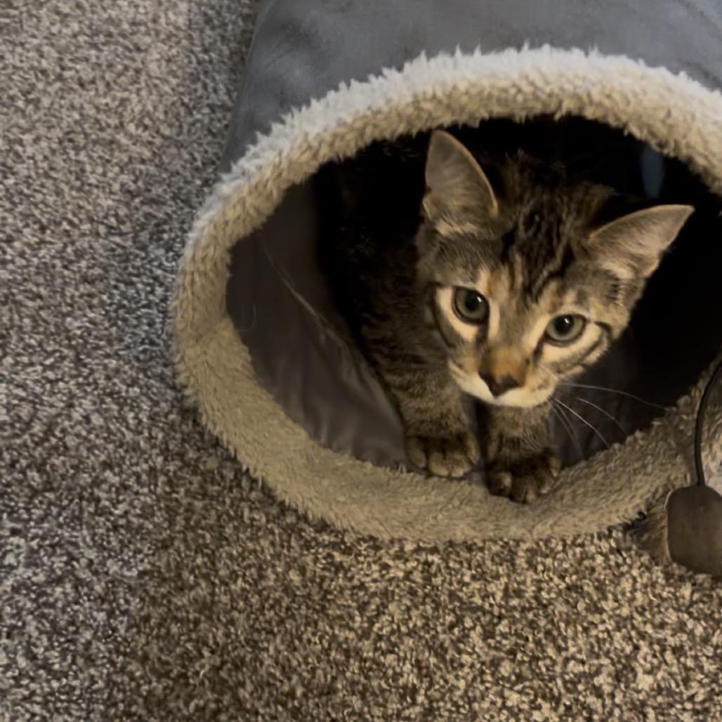 Enlarge Lilac, a Adoptable Domestic Short Hair in Chaska, MN image 4/6