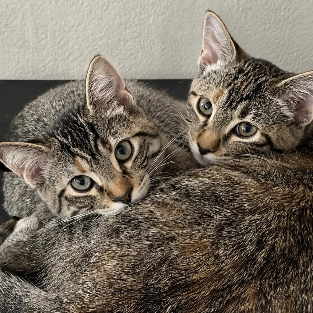 Enlarge Lilac, a Adoptable Domestic Short Hair in Chaska, MN image 6/6