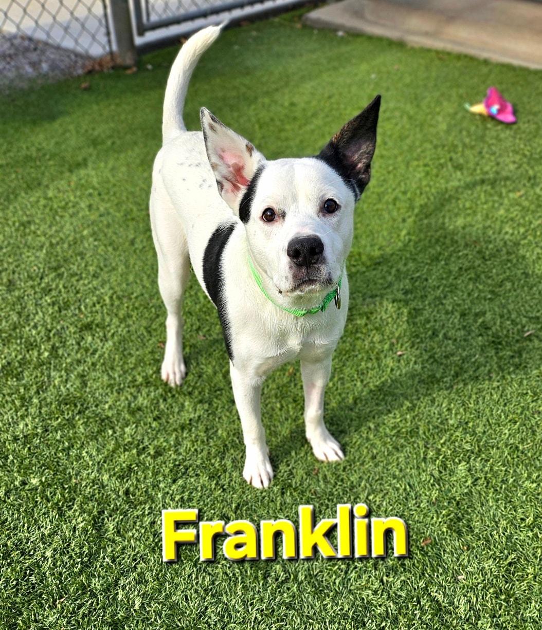 Franklin, ADOPTABLE, Young Male Cattle Dog.
