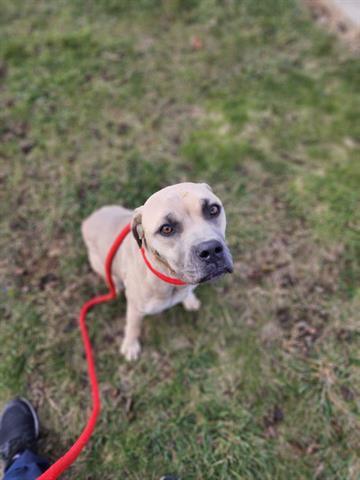 MINA, Adoptable, Young Female Cane Corso & Mixed Breed.