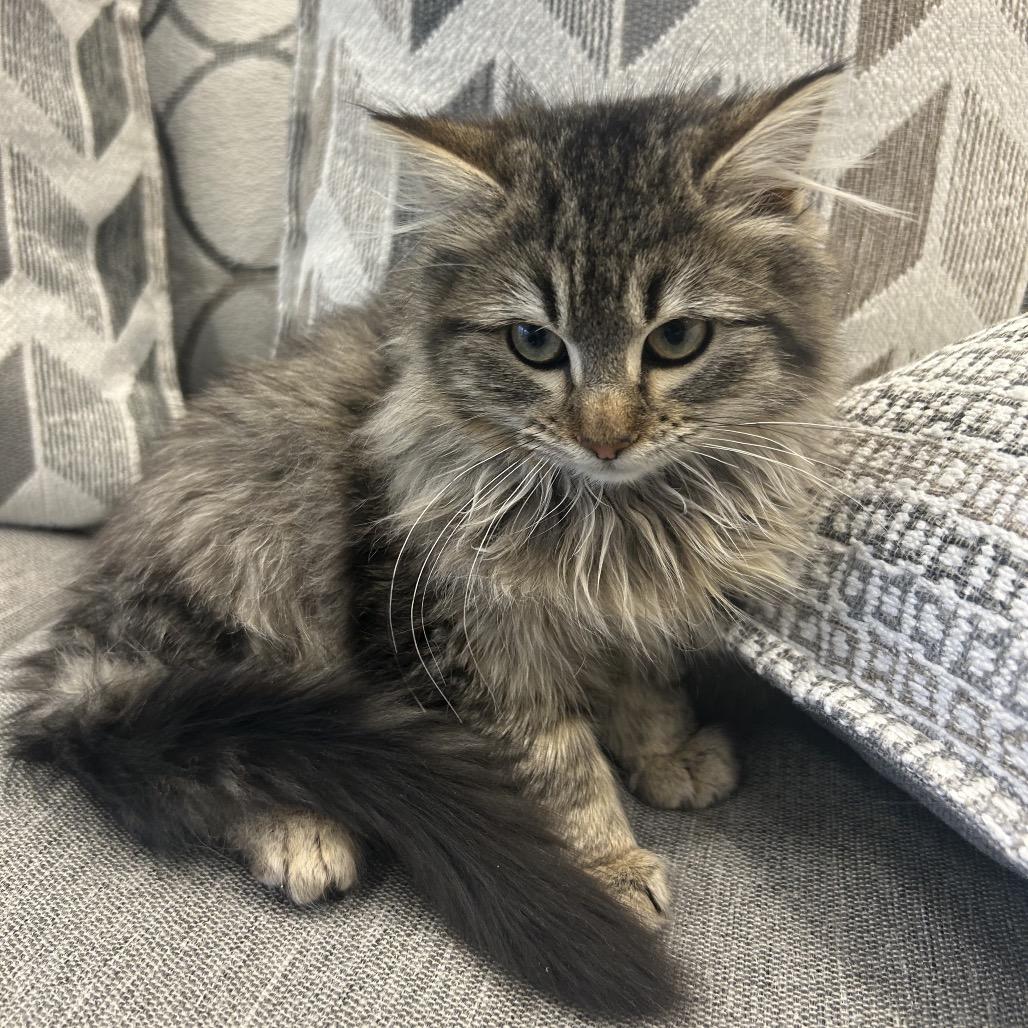 Enlarge Confetti, a Adoptable Domestic Long Hair in Park City, UT image 1/2