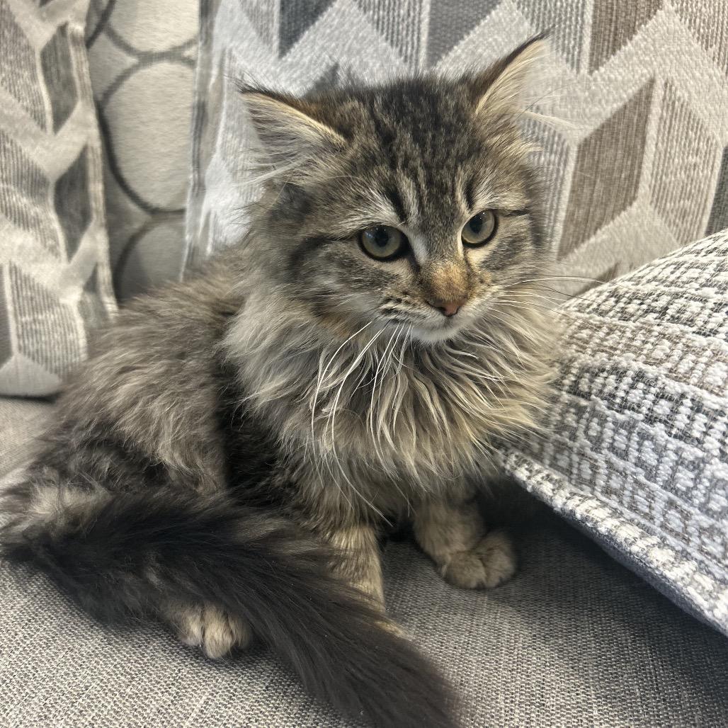 Enlarge Confetti, a Adoptable Domestic Long Hair in Park City, UT image 2/2