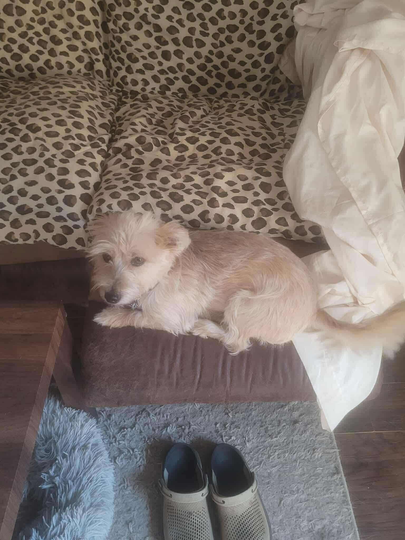 Miracle, Adoptable, Adult Female Terrier.