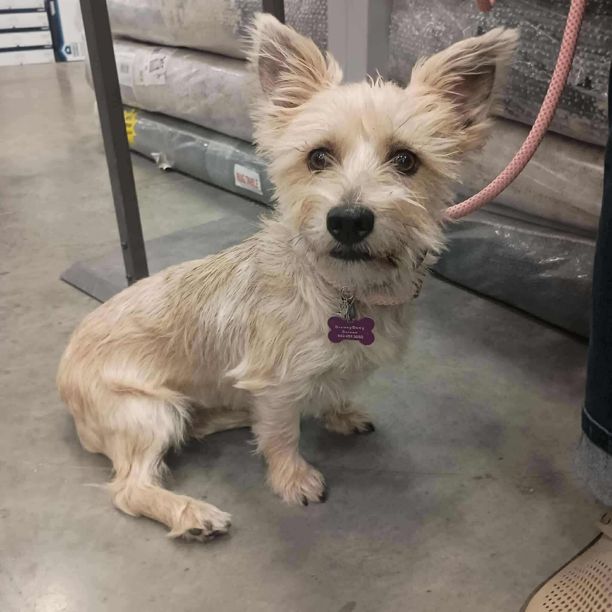 Enlarge Miracle, a Adoptable mixed breed in Covington, TX image 2/3