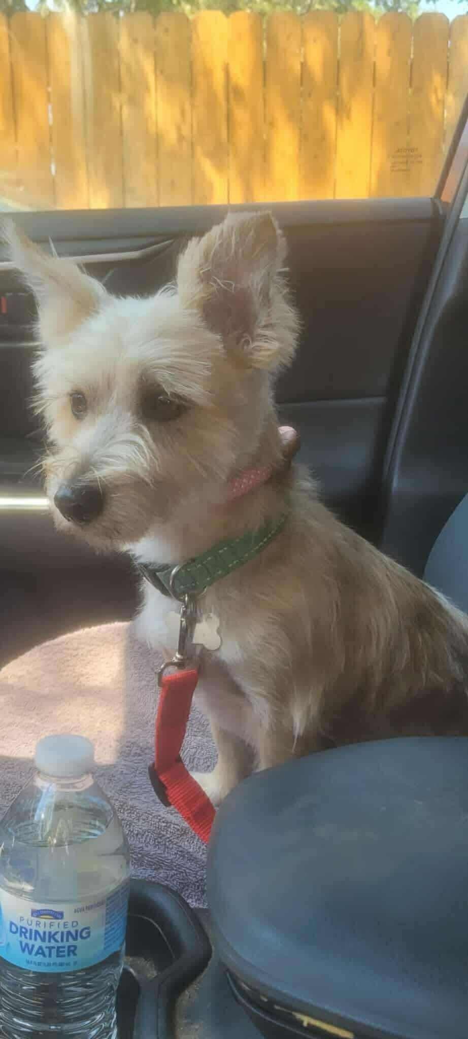 Enlarge Miracle, a Adoptable mixed breed in Covington, TX image 3/3