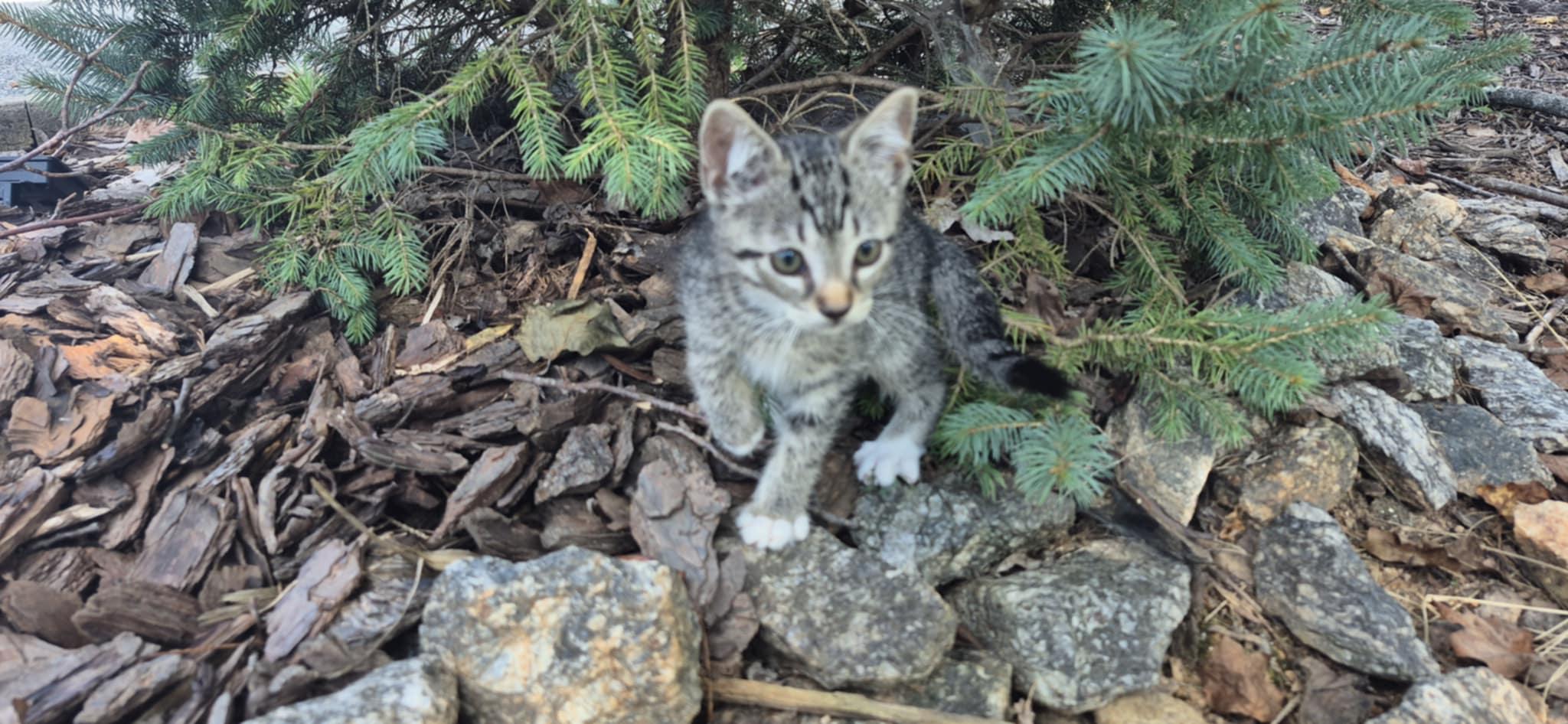 Jack, Adoptable, Kitten Male Domestic Short Hair.
