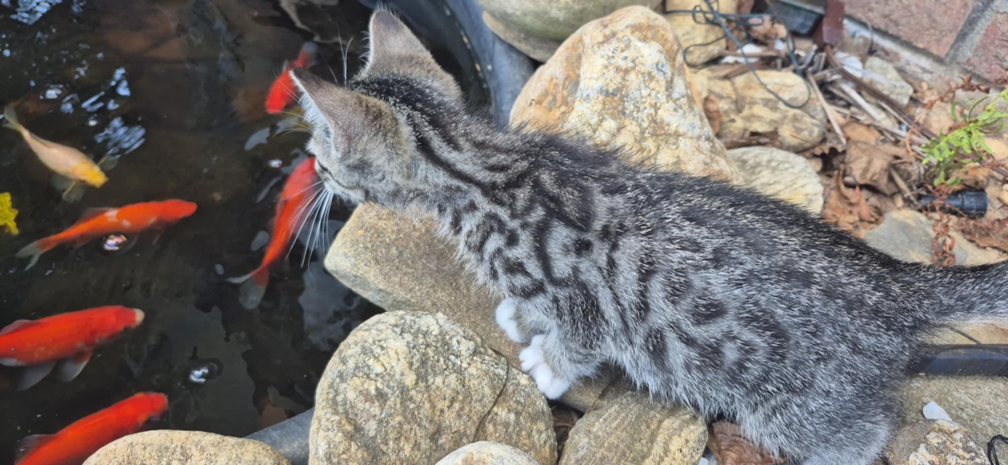 Jack, a Adoptable Domestic Short Hair in Conover, NC image 2/6