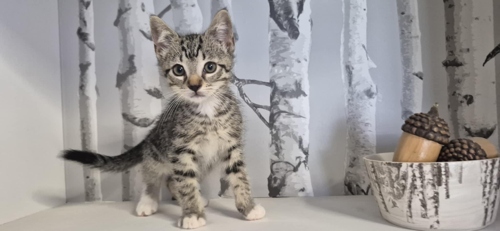 Jack, a Adoptable Domestic Short Hair in Conover, NC image 3/6