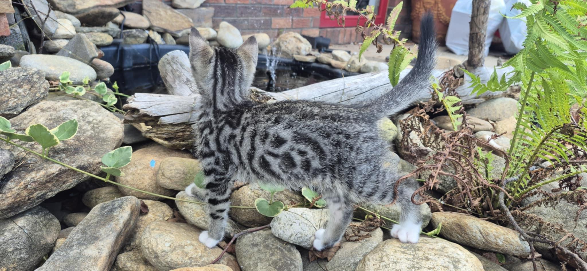 Jack, a Adoptable Domestic Short Hair in Conover, NC image 4/6