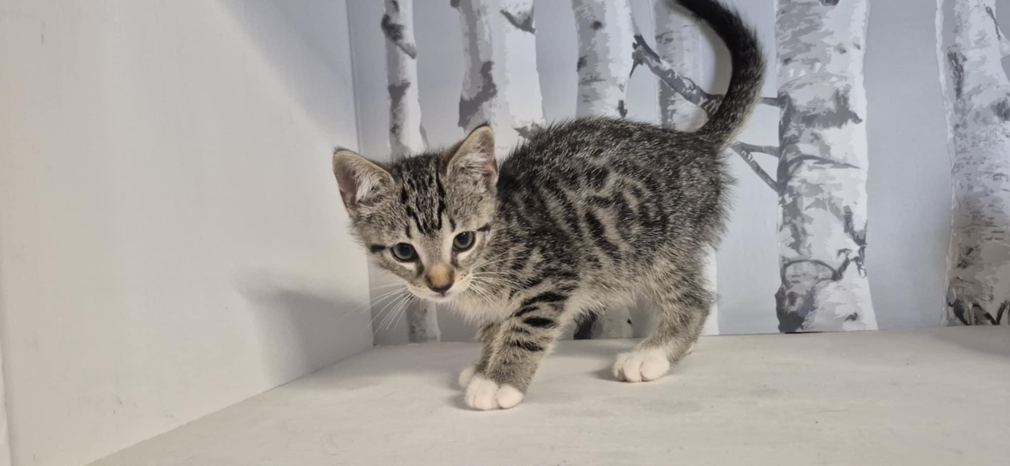 Jack, a Adoptable Domestic Short Hair in Conover, NC image 5/6