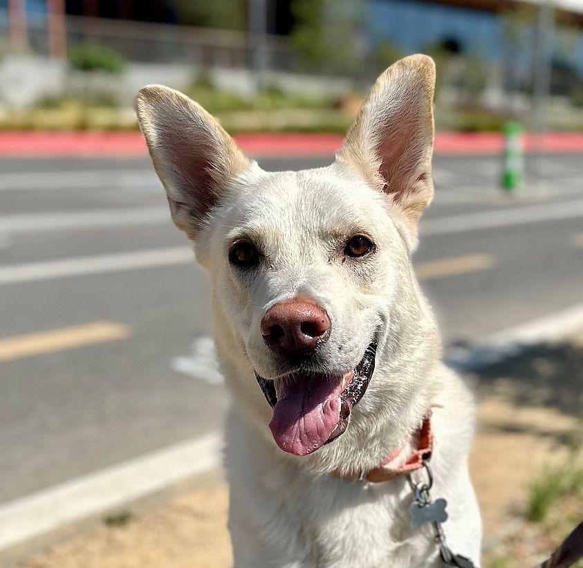 Captain Morgan, Adoptable, Adult Male Shepherd.