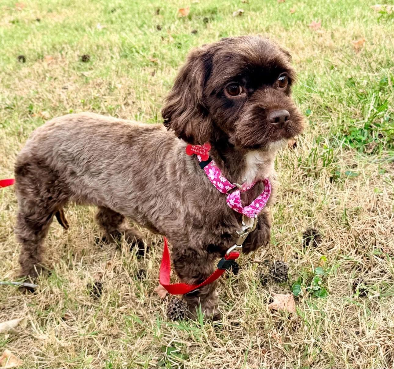 Enlarge Molly, a Adoptable mixed breed in Godfrey, IL image 5/6