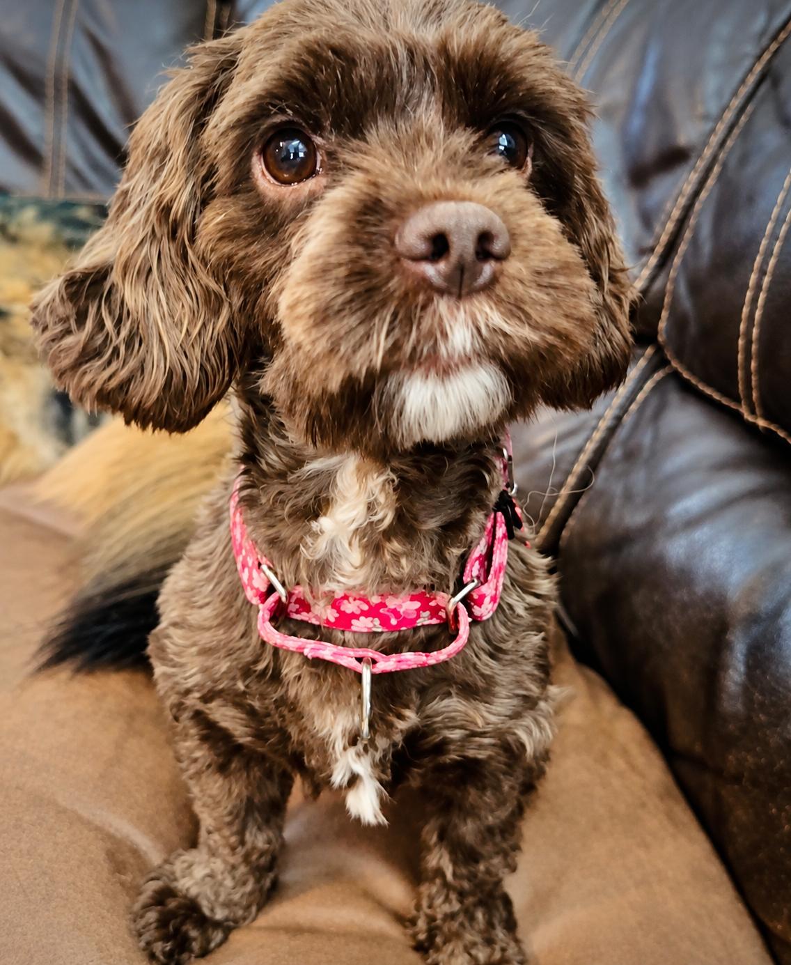 Enlarge Molly, a Adoptable mixed breed in Godfrey, IL image 1/6