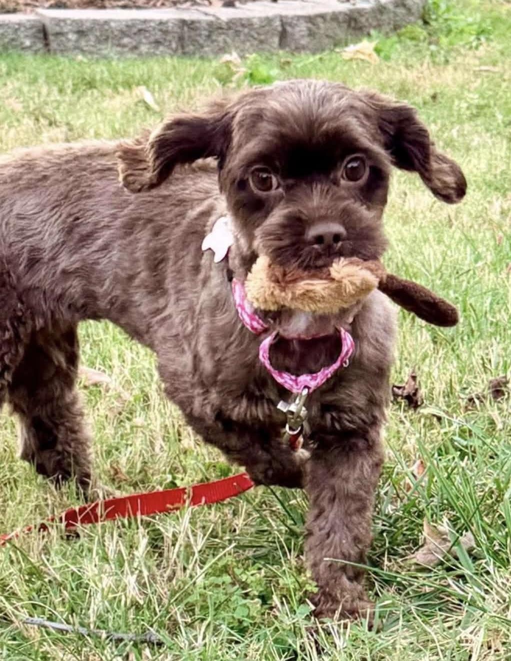 Enlarge Molly, a Adoptable mixed breed in Godfrey, IL image 6/6
