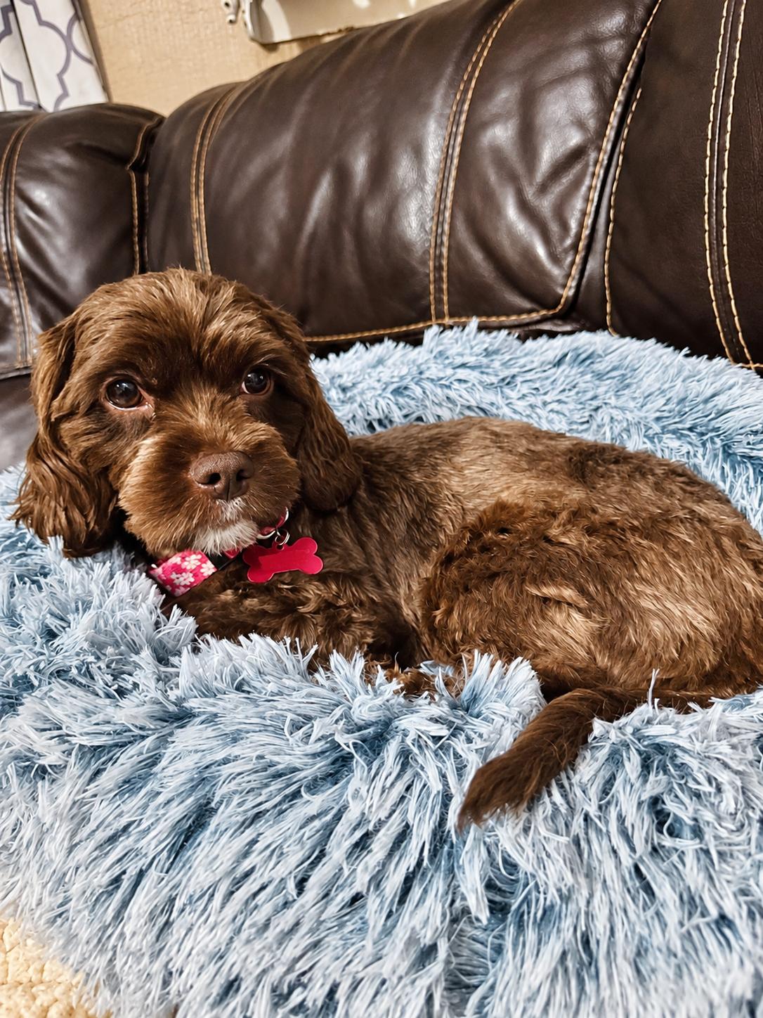 Enlarge Molly, a Adoptable mixed breed in Godfrey, IL image 3/6