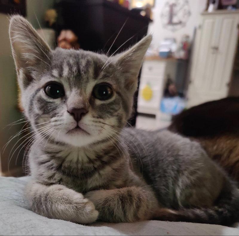 Kora, Adopted, Young Female Tabby.