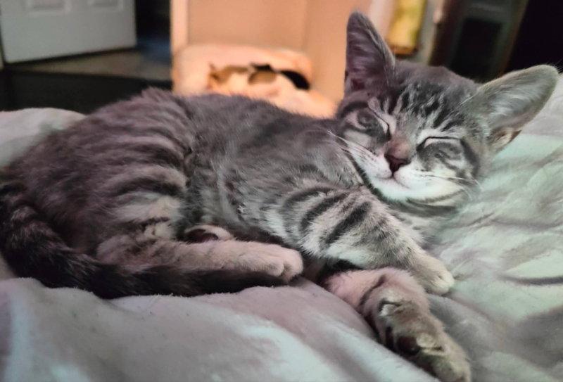 Kora, a Adopted Tabby in Knoxville, TN image 2/3