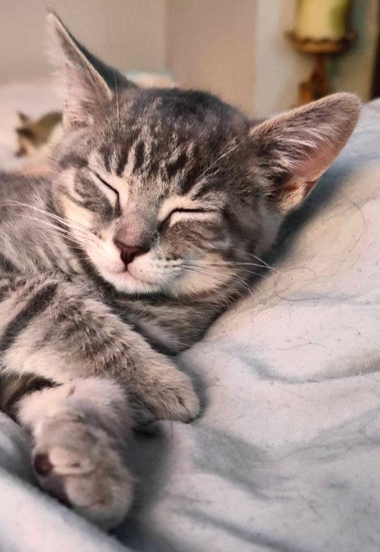 Kora, a Adopted Tabby in Knoxville, TN image 3/3