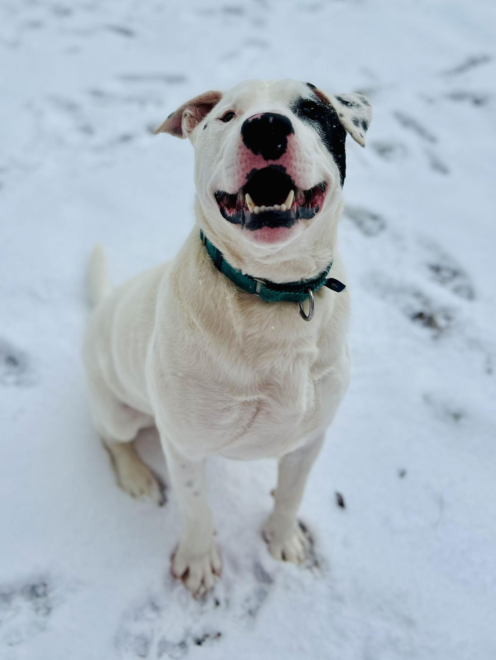 Enlarge Zimba, a Adoptable mixed breed in Clarkesville, GA image 2/3
