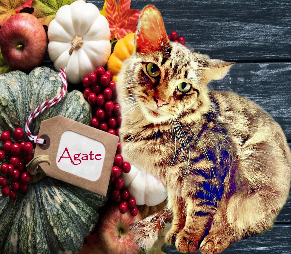 Agate, Adoptable, Adult Male Tabby & Domestic Long Hair.