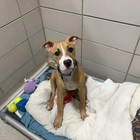 Zag, Adoptable, Young Male Boxer & Mixed Breed.