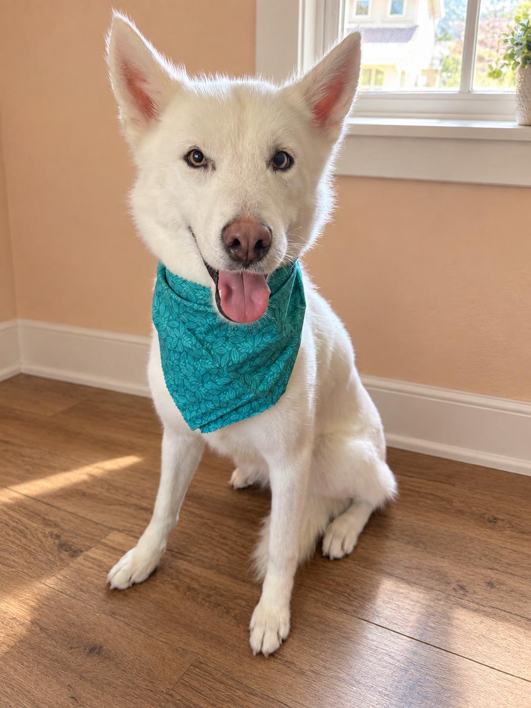 Fiona, Adopted, Young Female Husky & White German Shepherd.