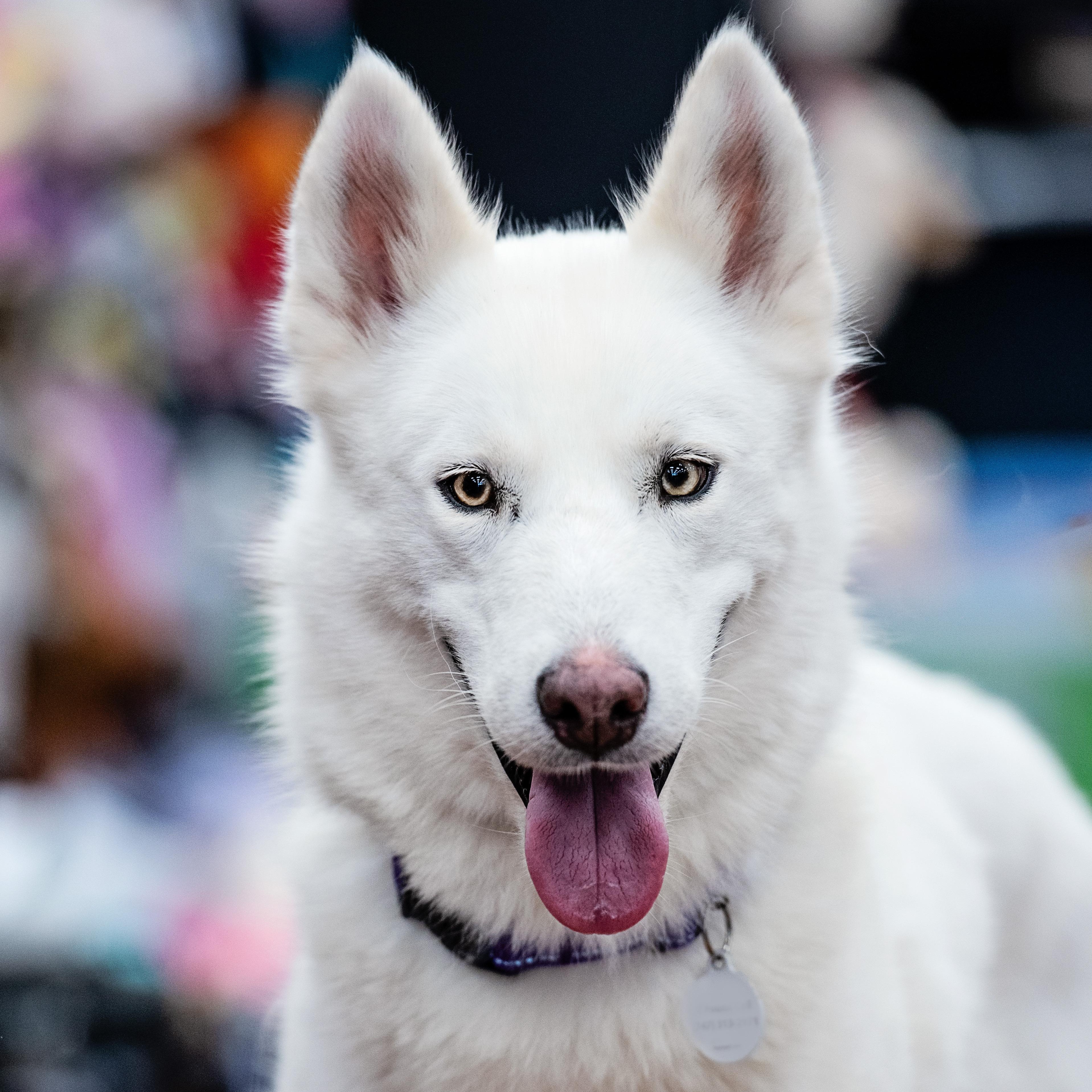 Enlarge Fiona, a Adopted mixed breed in Torrance, CA image 3/6