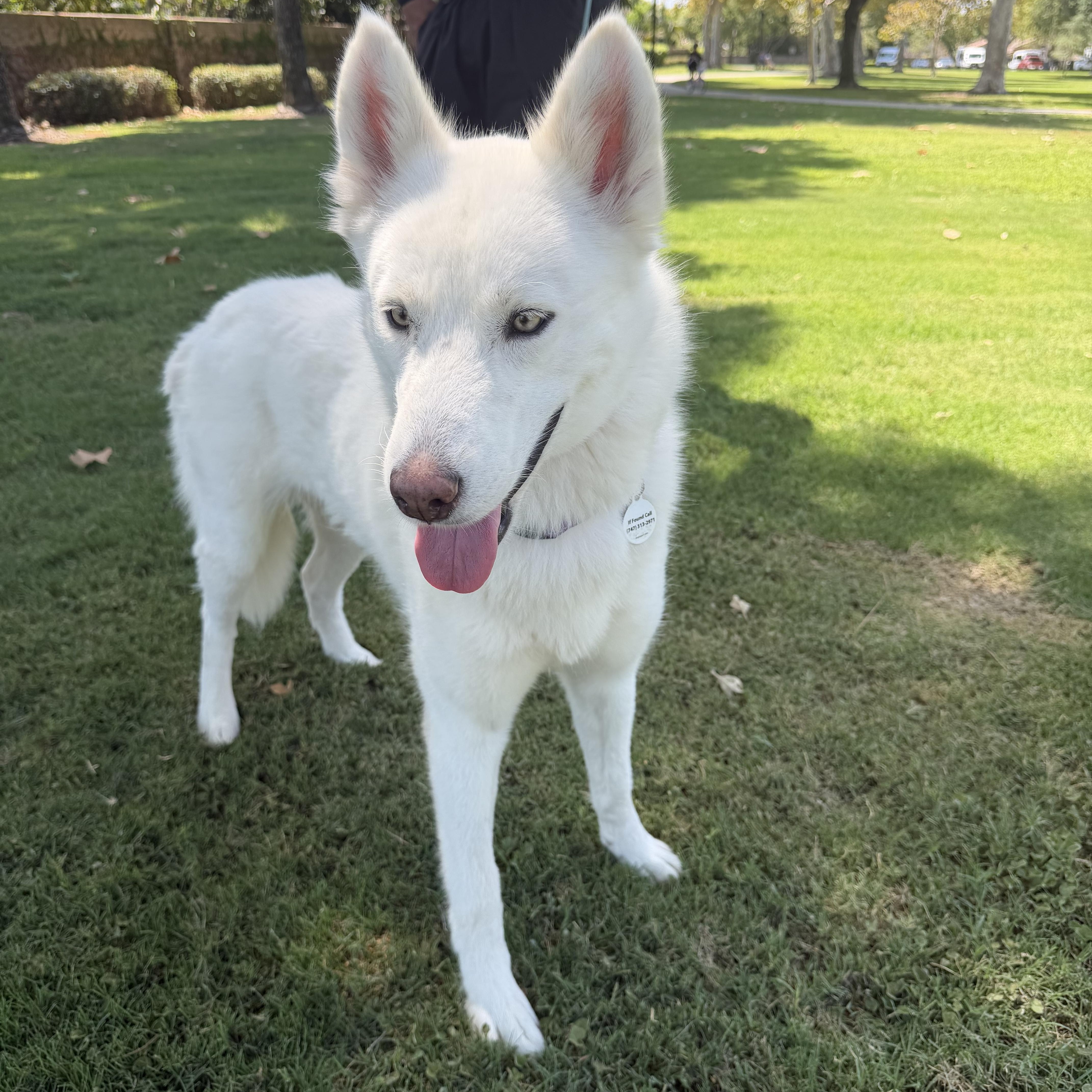 Enlarge Fiona, a Adopted mixed breed in Torrance, CA image 5/6