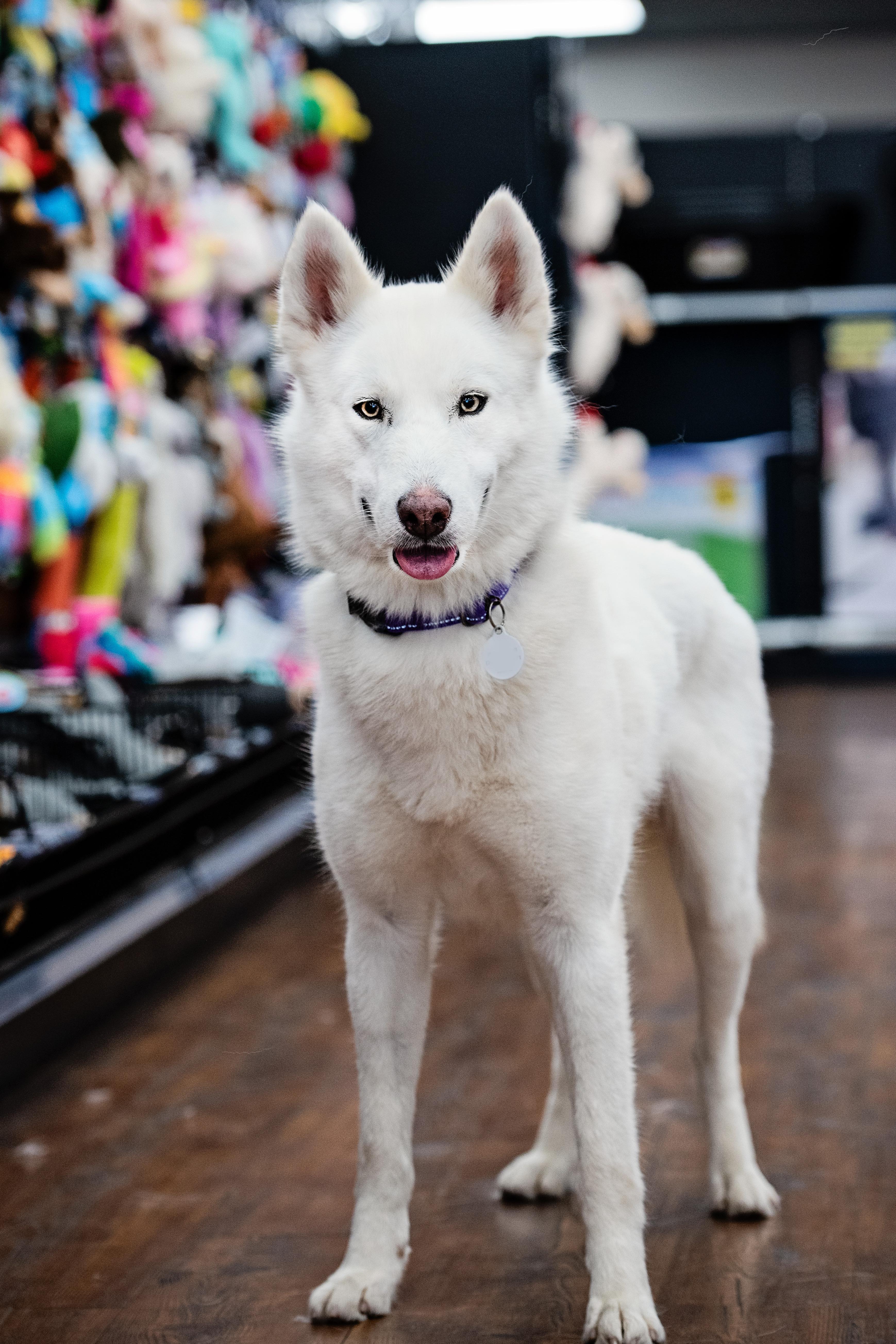 Enlarge Fiona, a Adopted mixed breed in Torrance, CA image 6/6