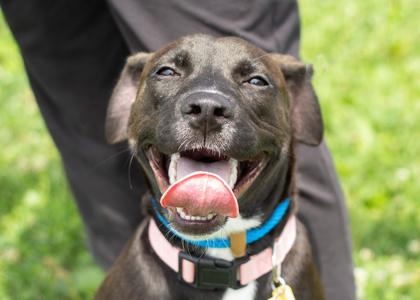 Enlarge Sundew- In Foster Home, a Adoptable Mixed Breed in Hamilton, OH image 3/3