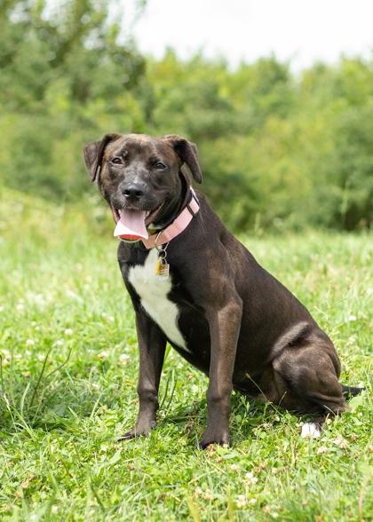 Sundew- In Foster Home, Adoptable, Puppy Female Mixed Breed.