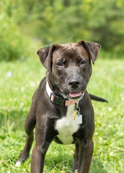Enlarge Sundew- In Foster Home, a Adoptable Mixed Breed in Hamilton, OH image 2/3