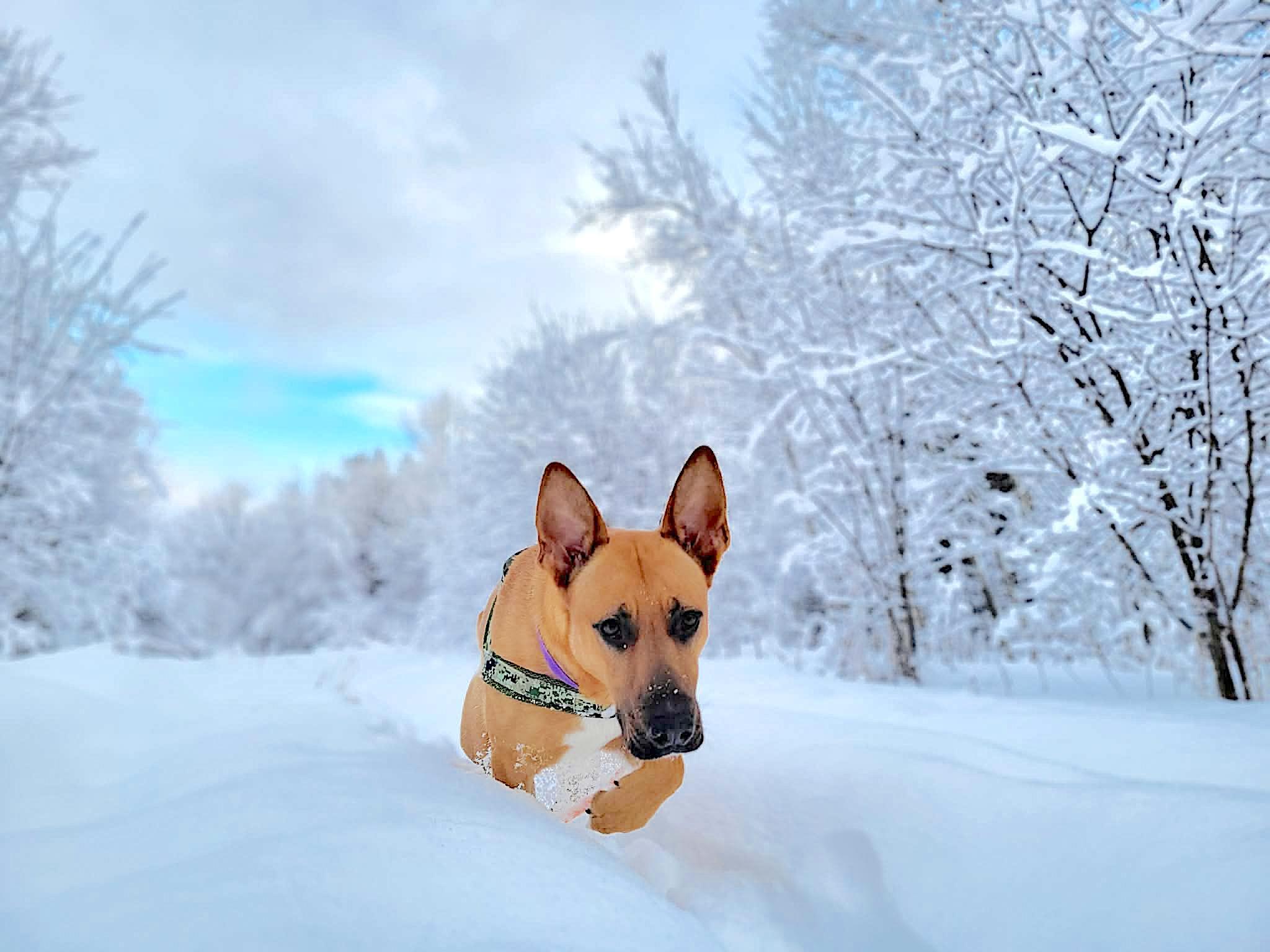 Beasley, a Adoptable mixed breed in St Stephen, NB image 6/6