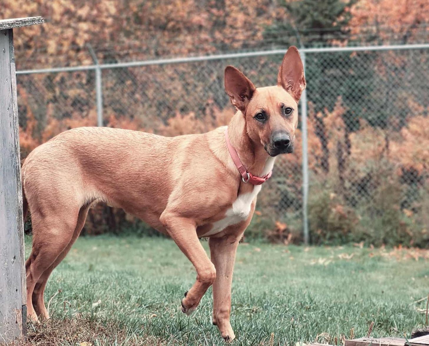 Beasley, an adoptable German Shepherd Dog in St Stephen, NB, E3L 2X2 | Photo Image 5