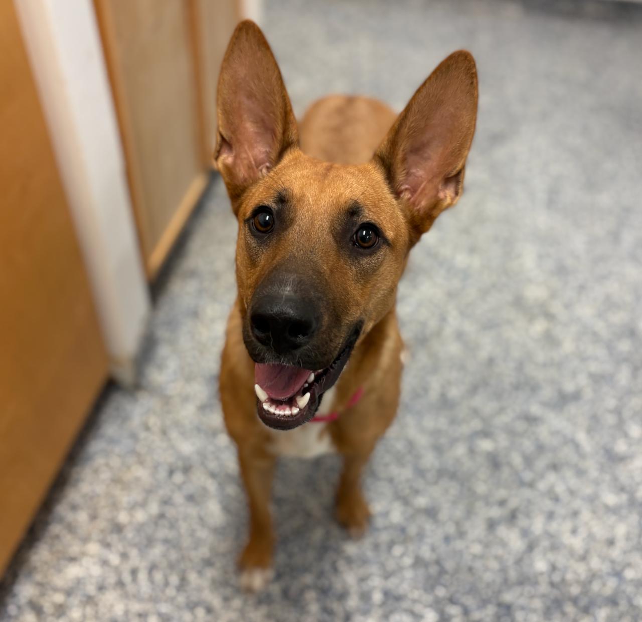 Beasley, an adoptable German Shepherd Dog in St Stephen, NB, E3L 2X2 | Photo Image 2