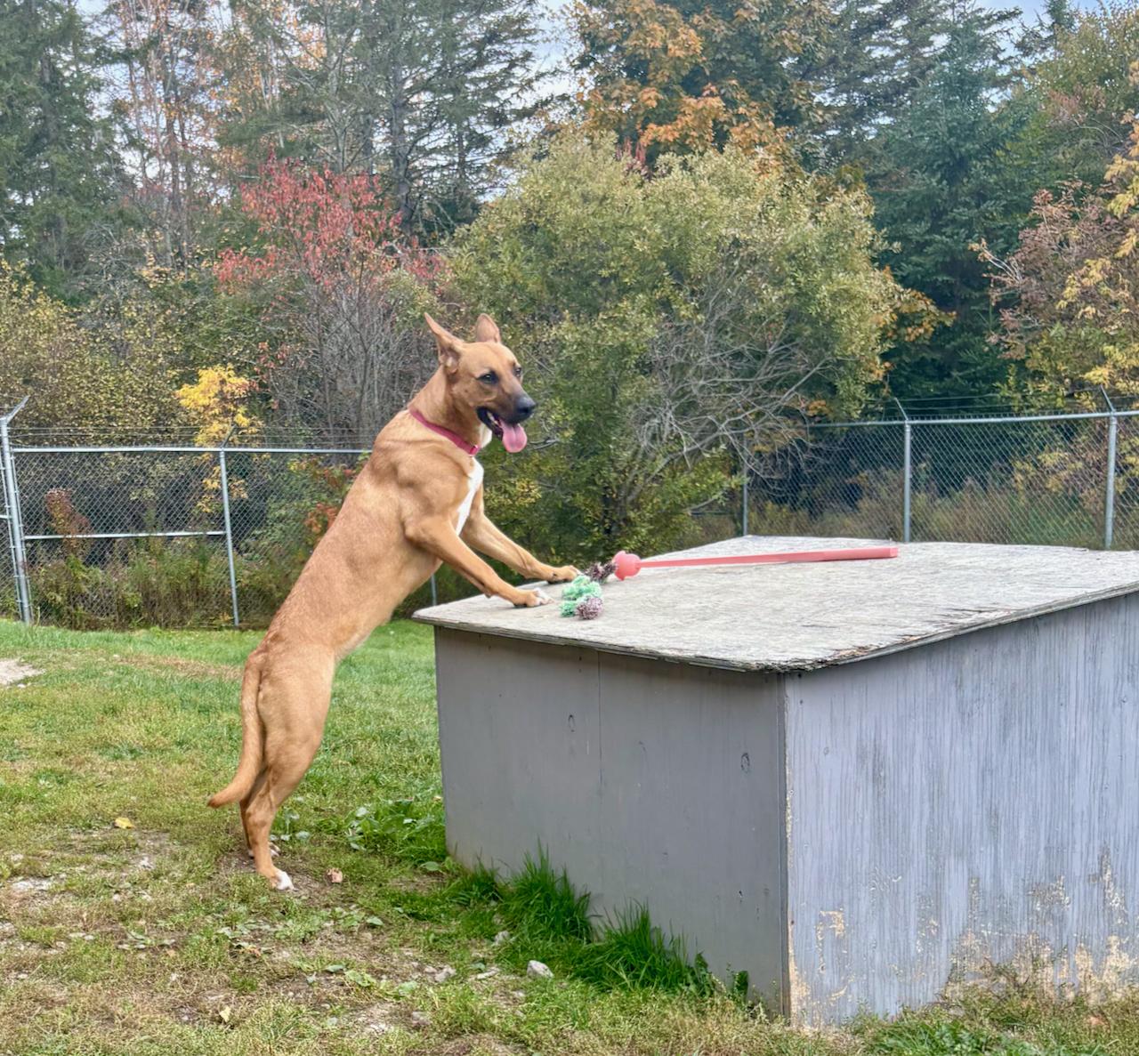 Beasley, an adoptable German Shepherd Dog in St Stephen, NB, E3L 2X2 | Photo Image 3