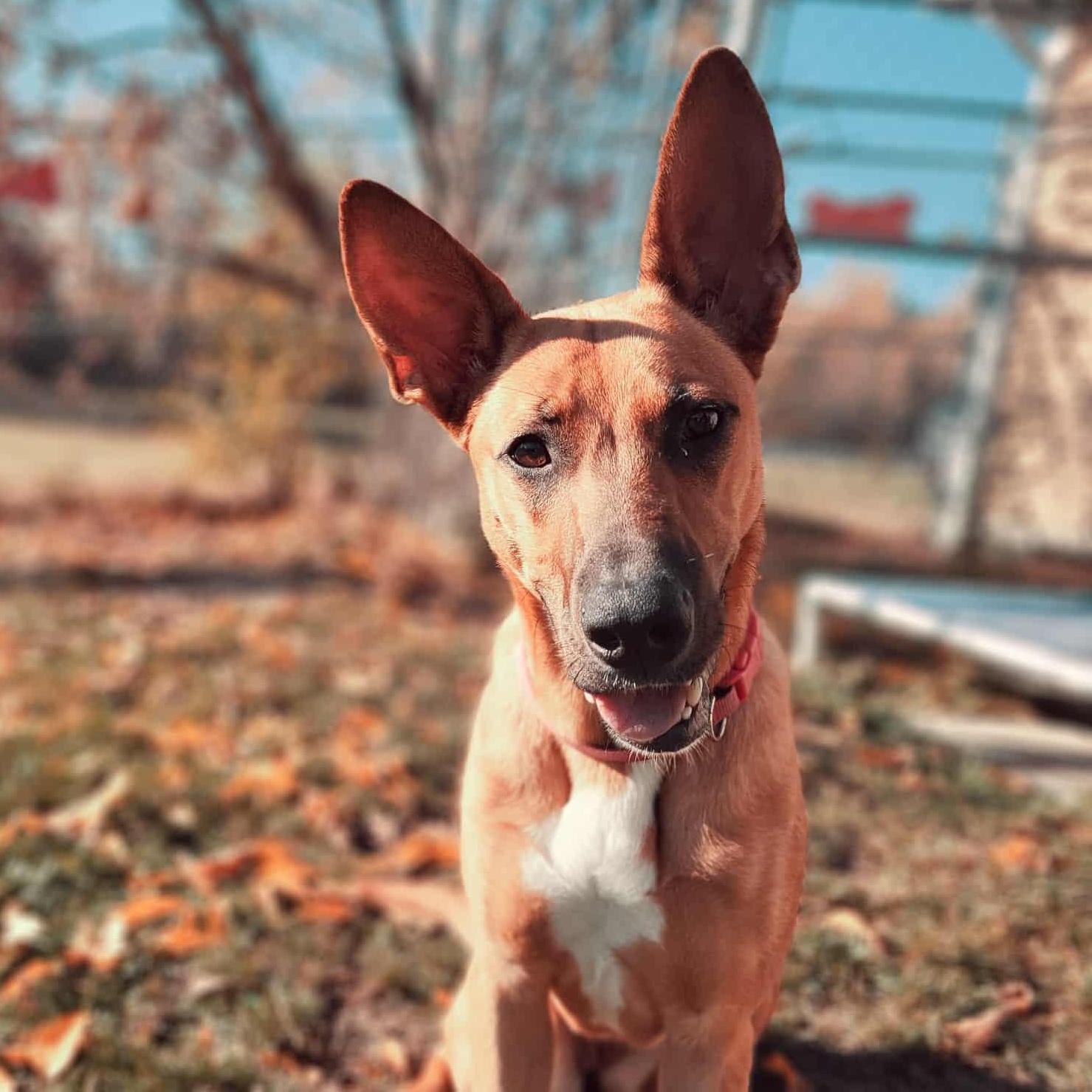 Beasley, Adoptable, Young Female German Shepherd Dog.