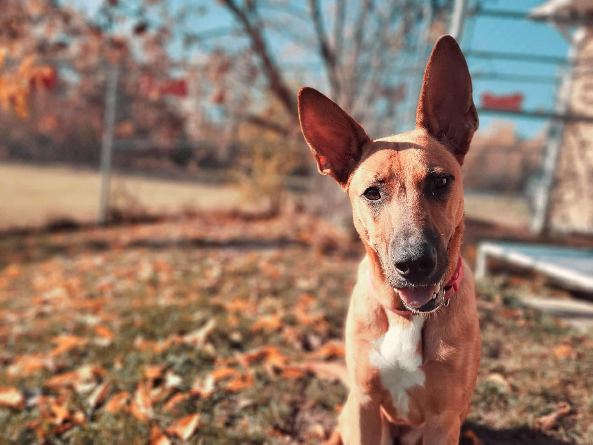 Beasley, a Adoptable mixed breed in St Stephen, NB image 5/6