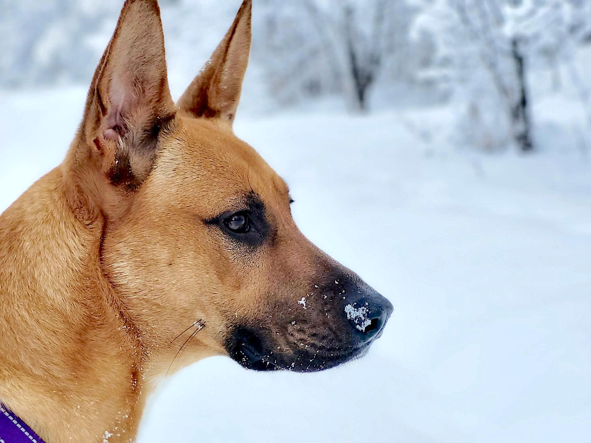 Beasley, a Adoptable mixed breed in St Stephen, NB image 5/6