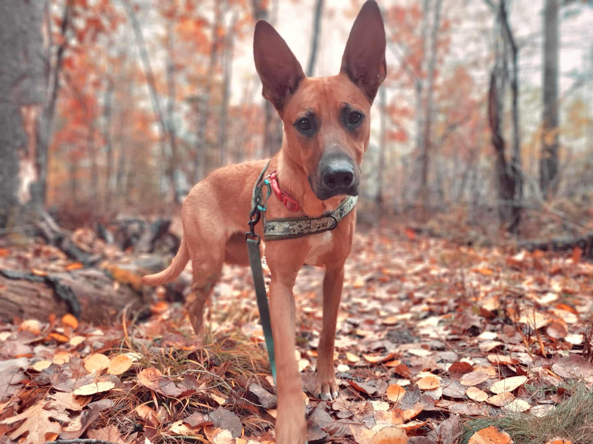 Beasley, a Adoptable mixed breed in St Stephen, NB image 1/6