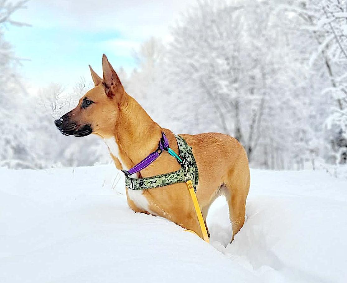 Beasley, a Adoptable mixed breed in St Stephen, NB image 1/6