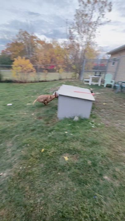 Enlarge Beasley, a Adoptable mixed breed in St Stephen, NB video 6/6