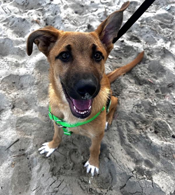 Enlarge Tj, a Adoptable mixed breed in Monterey, CA image 1/6